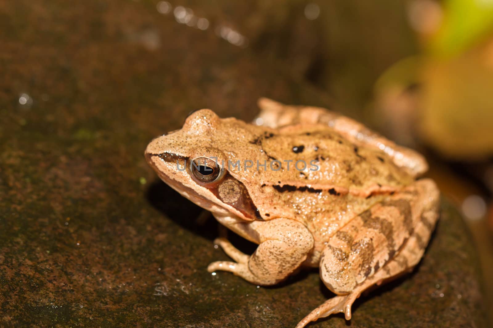 Close-up from a yellow frog