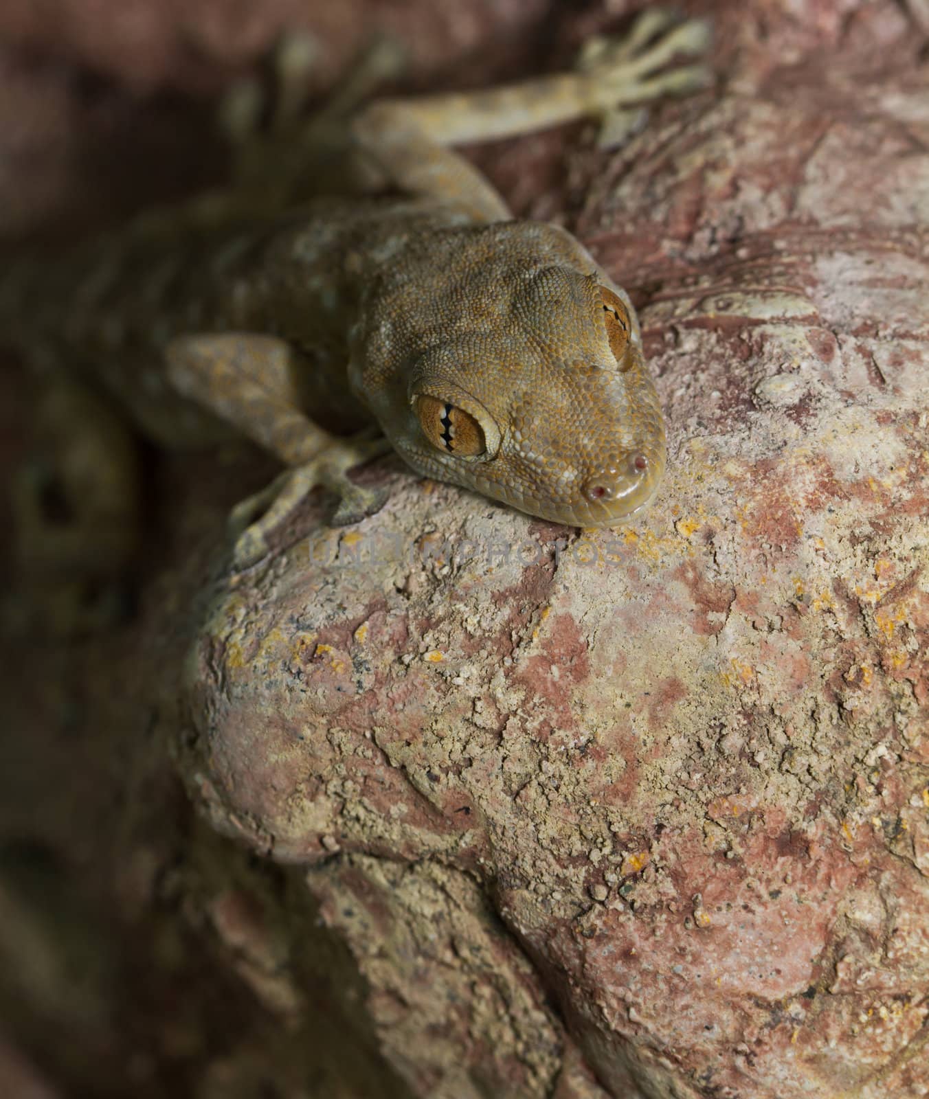 fan toed gecko hangnig on a stone wall (ptyodactylus hasselquistii)