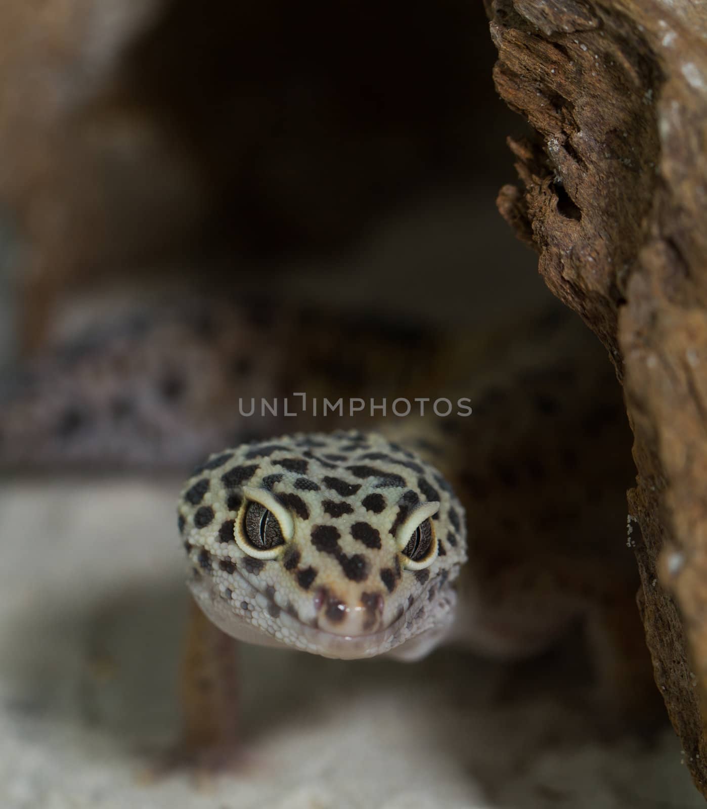 smiling leopard gecko on desert by NagyDodo