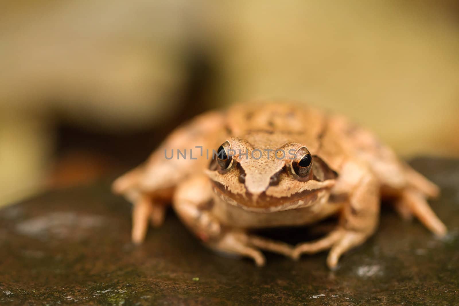 portrait close-up from a yellow frog