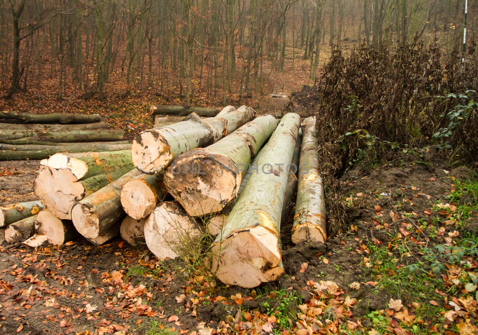 Winter firewood logging and stacked in a pile