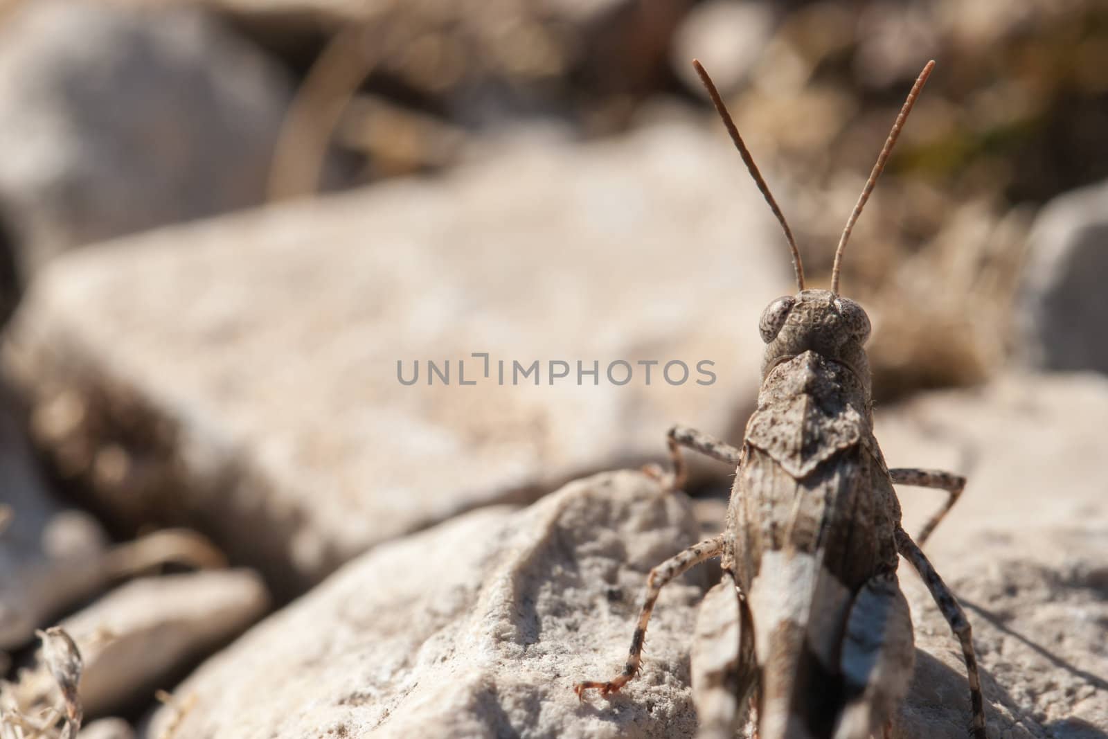 Brown locust close up full body side view (Oedipoda carulescens)