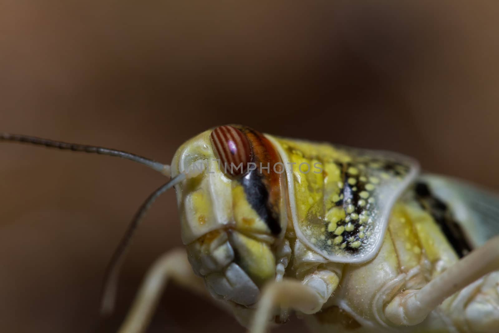 close-up of a beautiful locust
