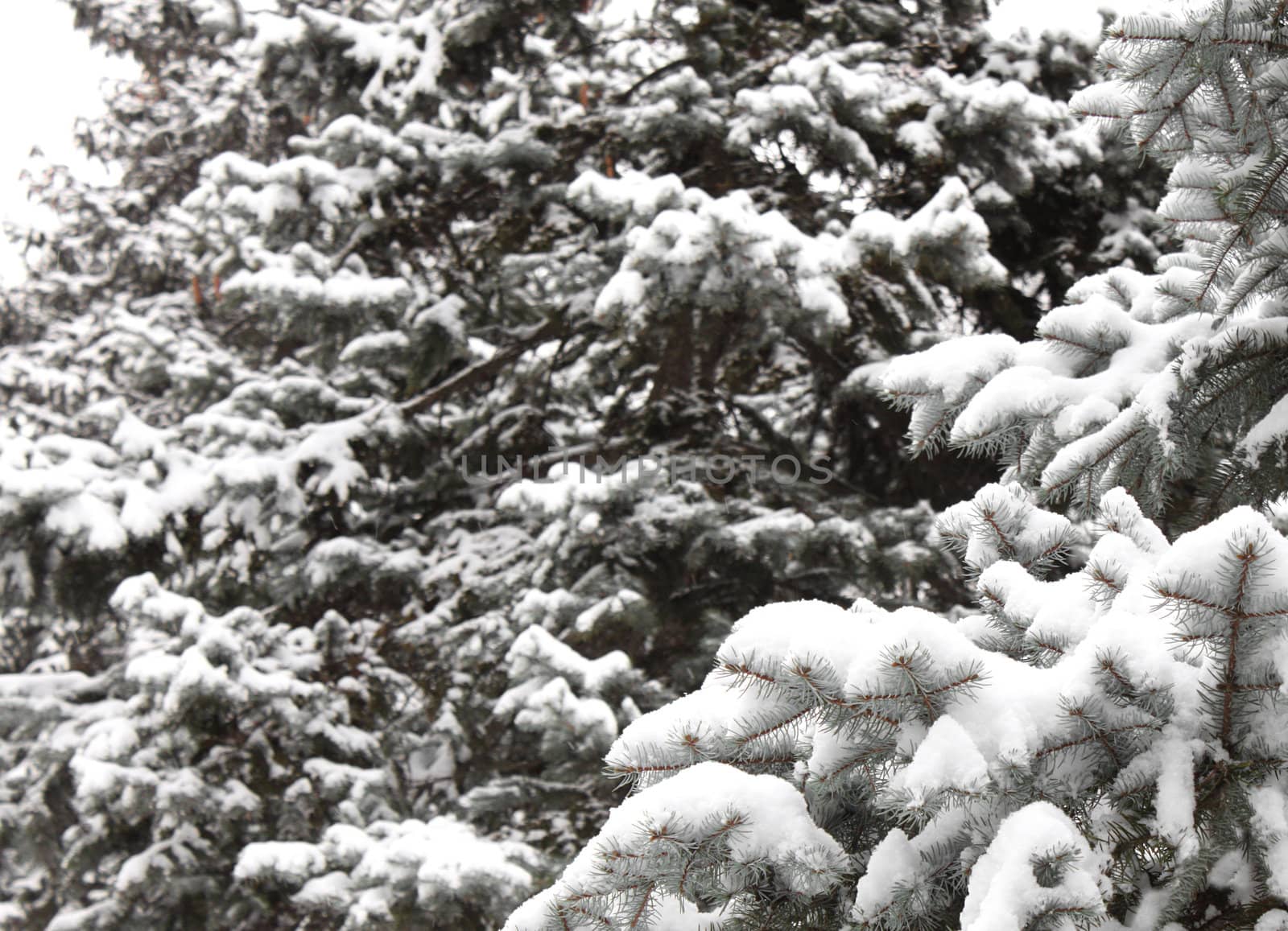 spruce tree branch at winter