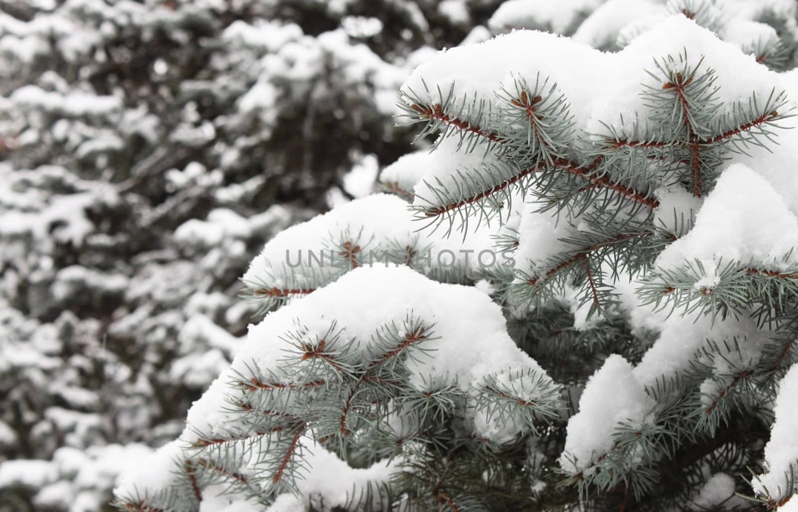 spruce tree at winter by romantiche