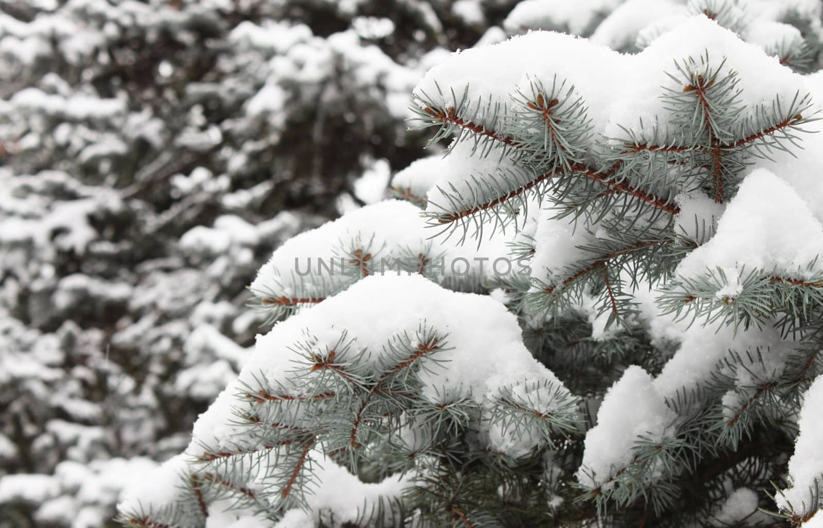 spruce tree branch at winter