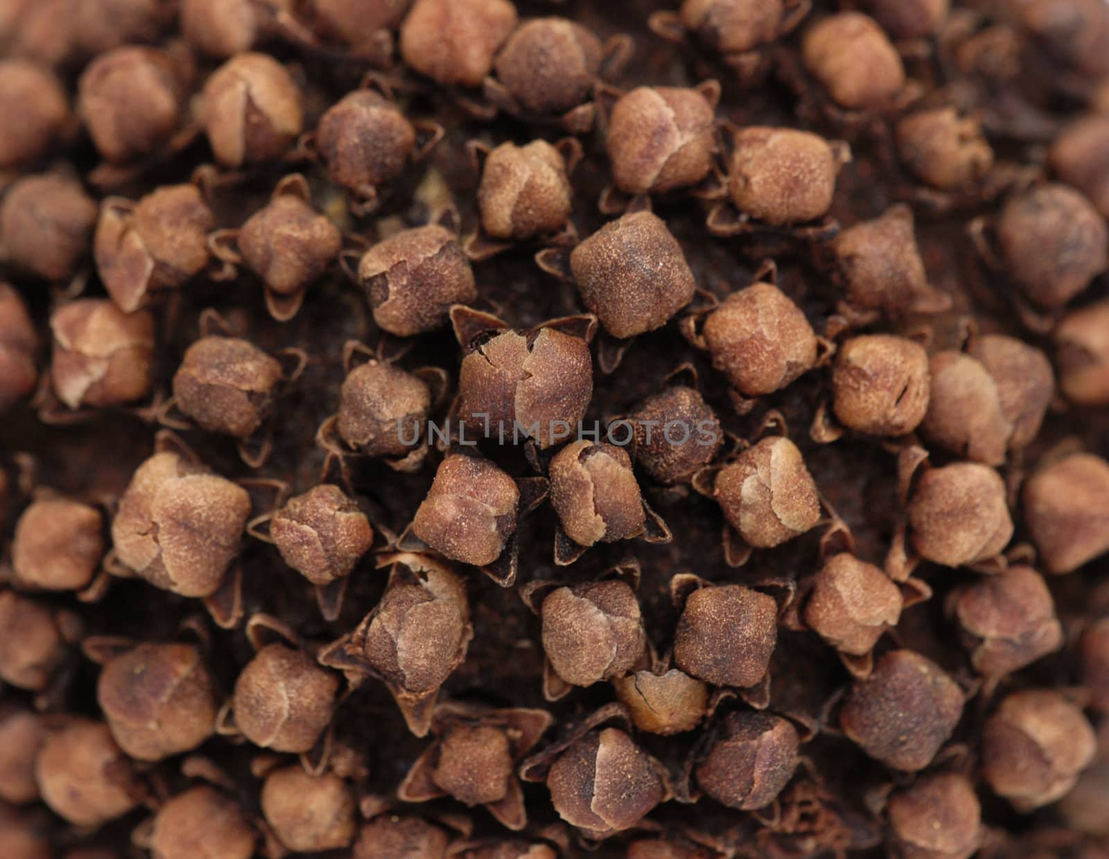 Closeup of many cloves stuck into a fragrant orange pomander