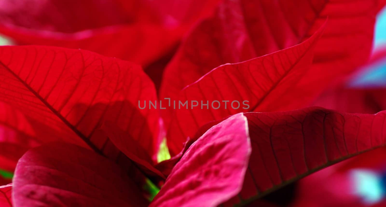 Poinsettia a  flower giving color to Christmas