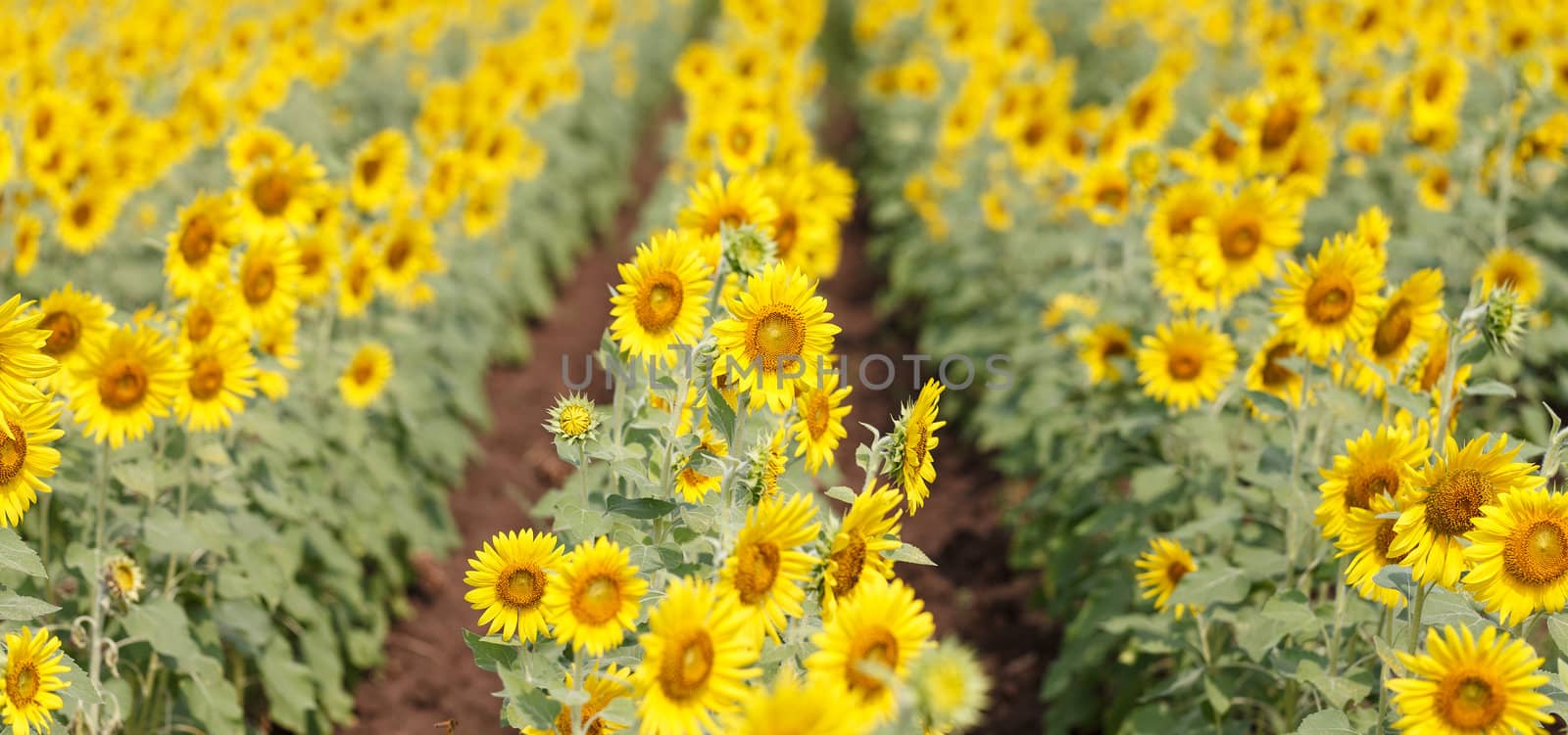 Field with sunflowers by jame_j@homail.com