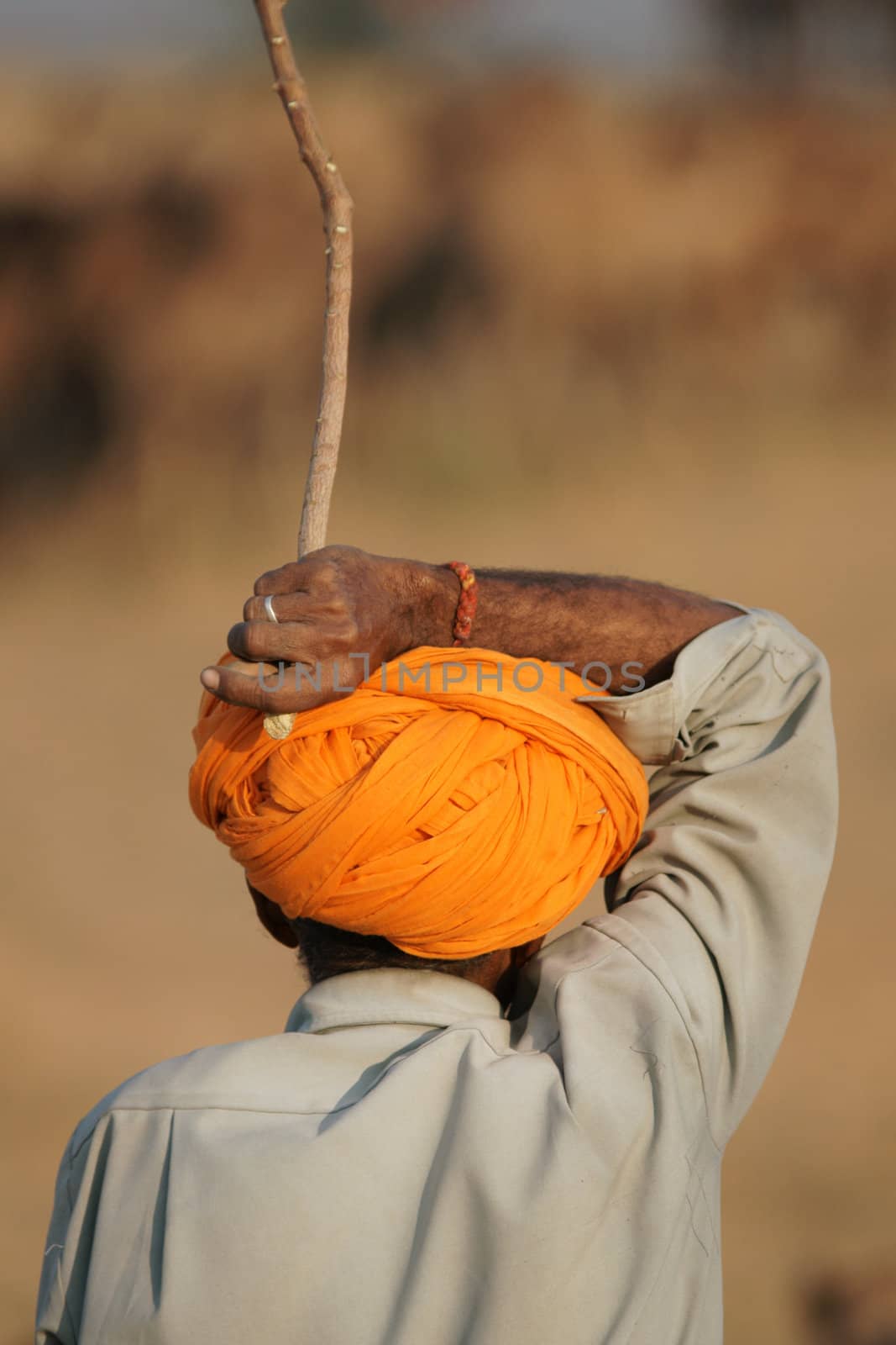 Camel herder in traditional orange turban looking out across the Pushkar Camel Fair. Rajasthan, India