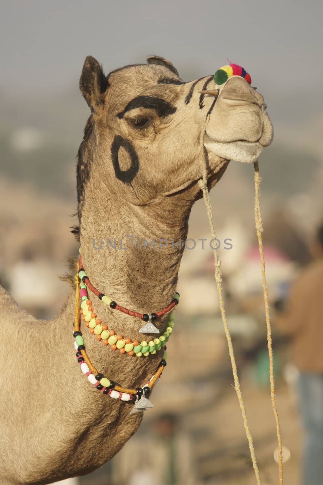 Head and neck of a well groomed camel at the annual Pushkar Fair in Rajasthan, India