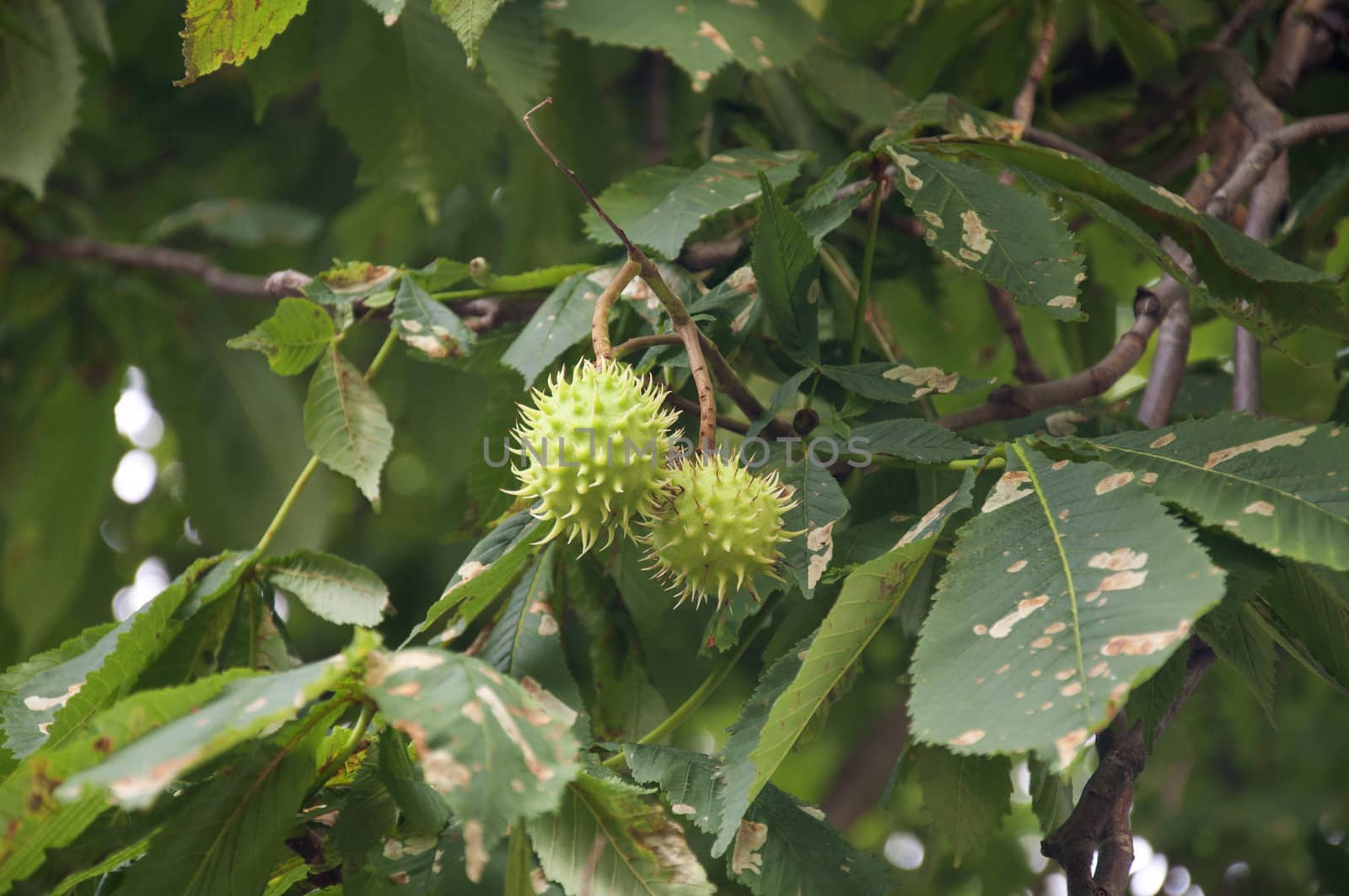 Horse Chestnut Tree by kdreams02