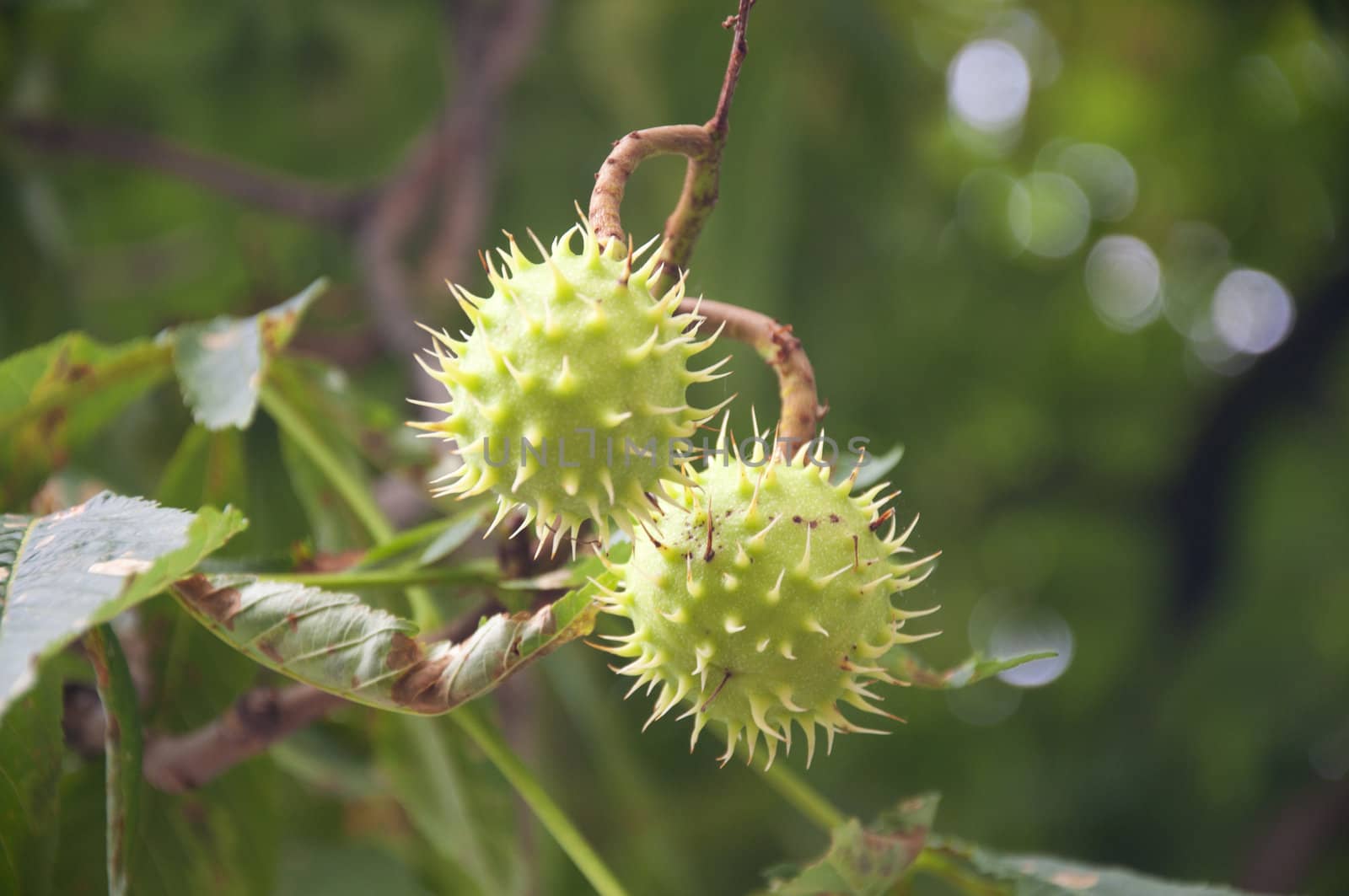 Horse Chestnuts in Switzerland