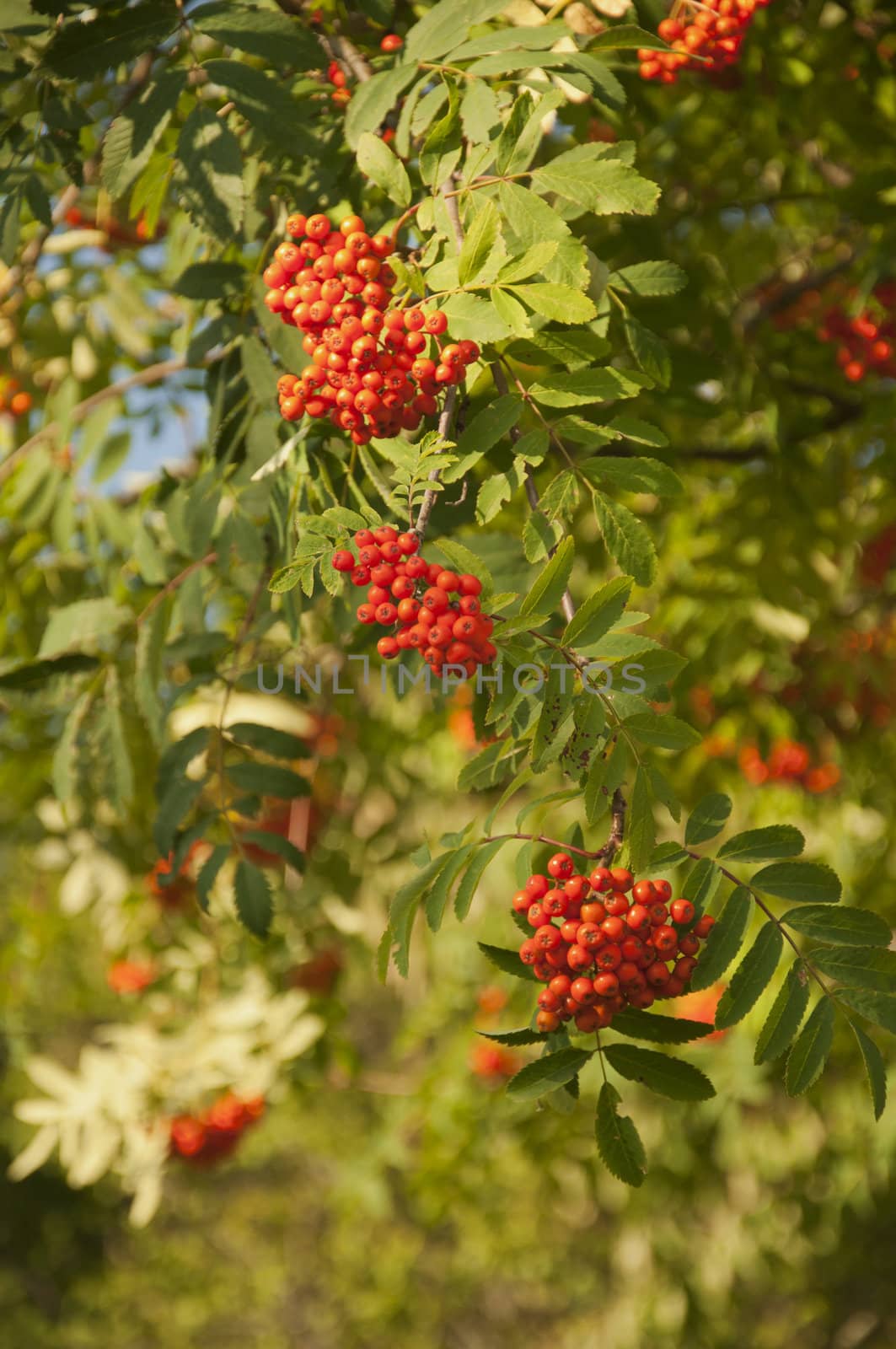 Pyracantha Firethorn Orange Berries in Switzerland