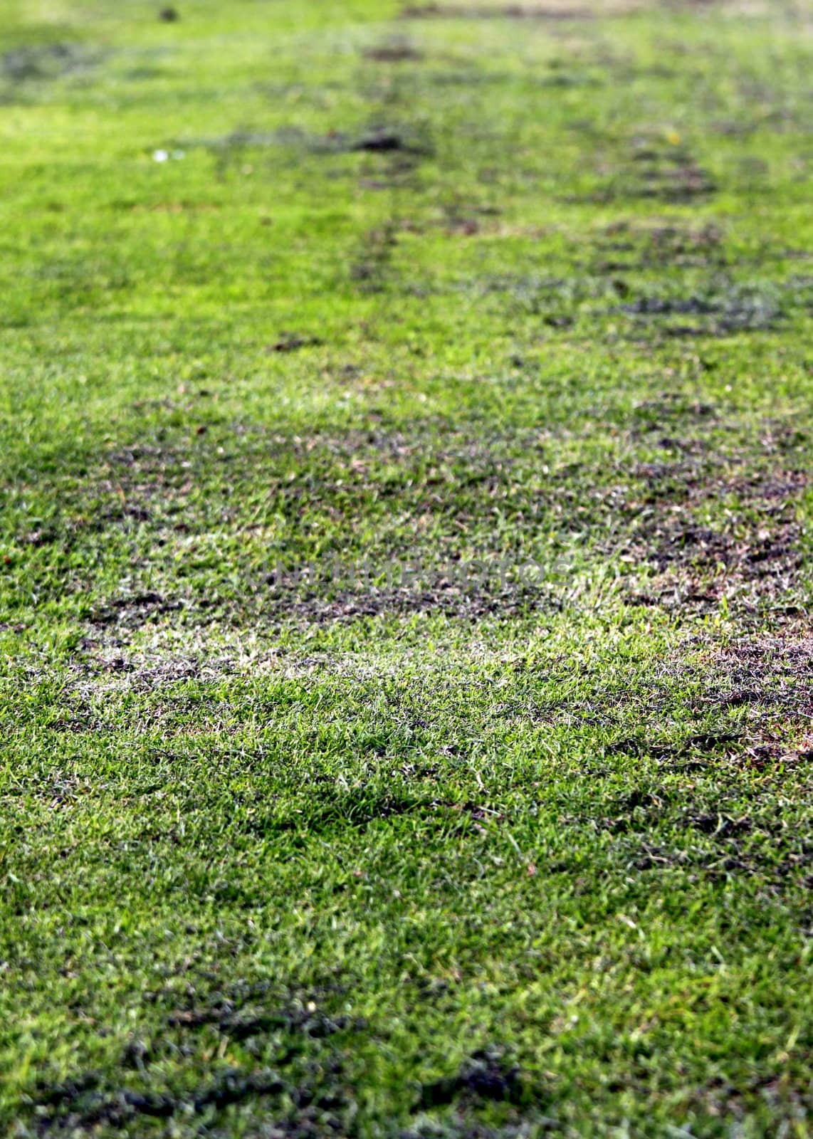 Old grunge green textured grass as background.