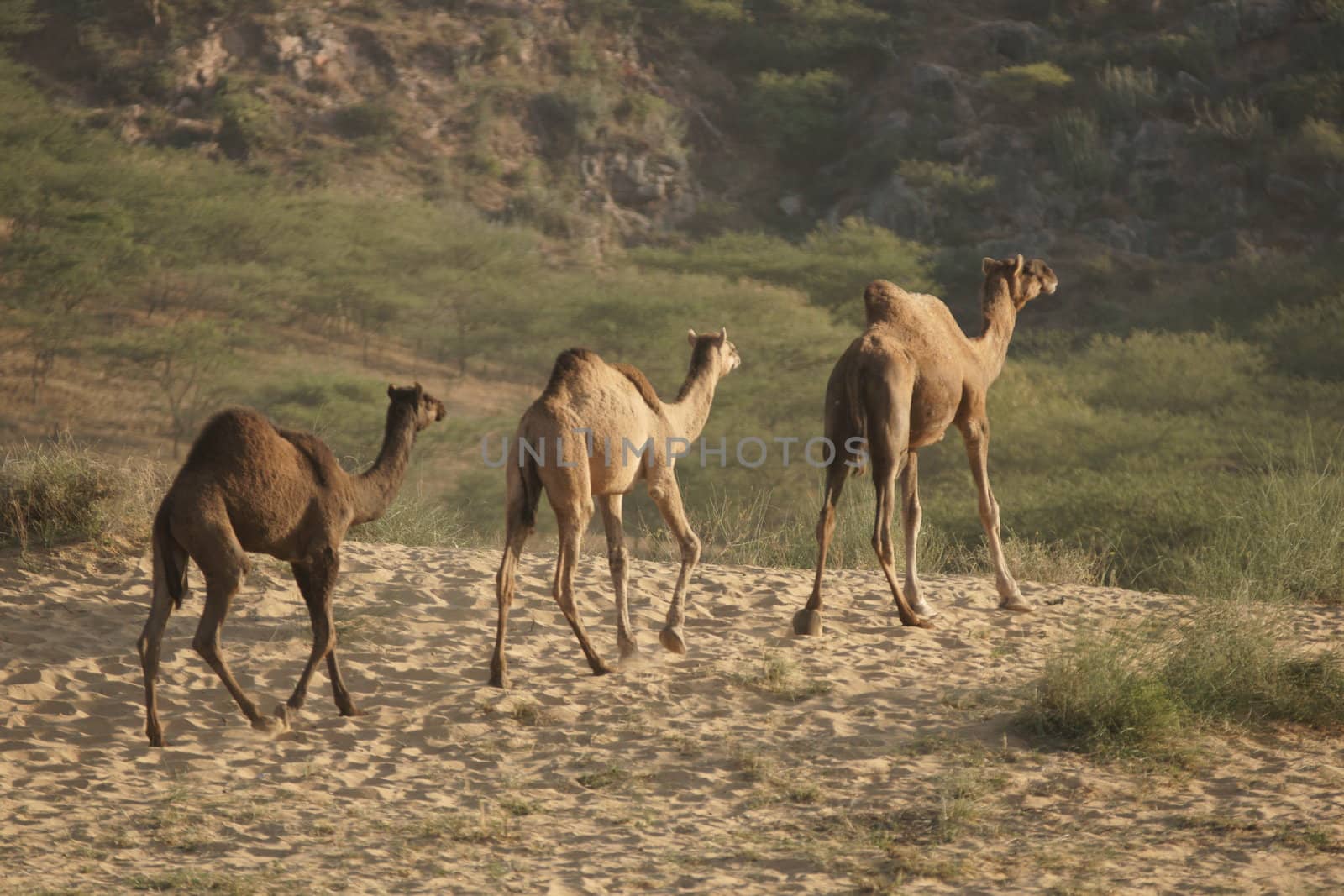 Group of camels crossing sandy desert at the Pushkar Fair in Rajasthan, India