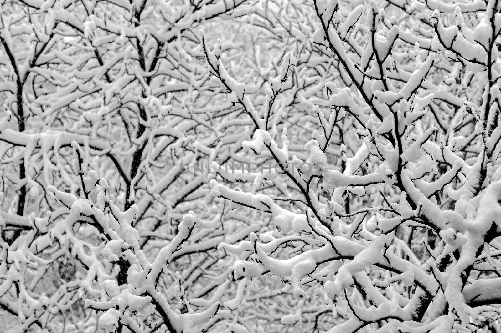 Background of tree branches covered under thick snow