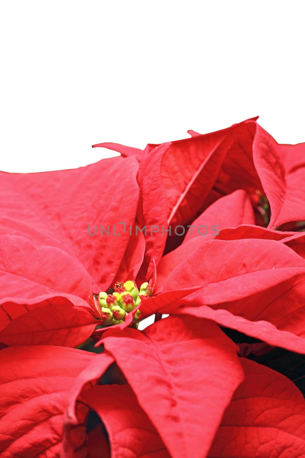 detail of a beautiful red poinsettia flower over white