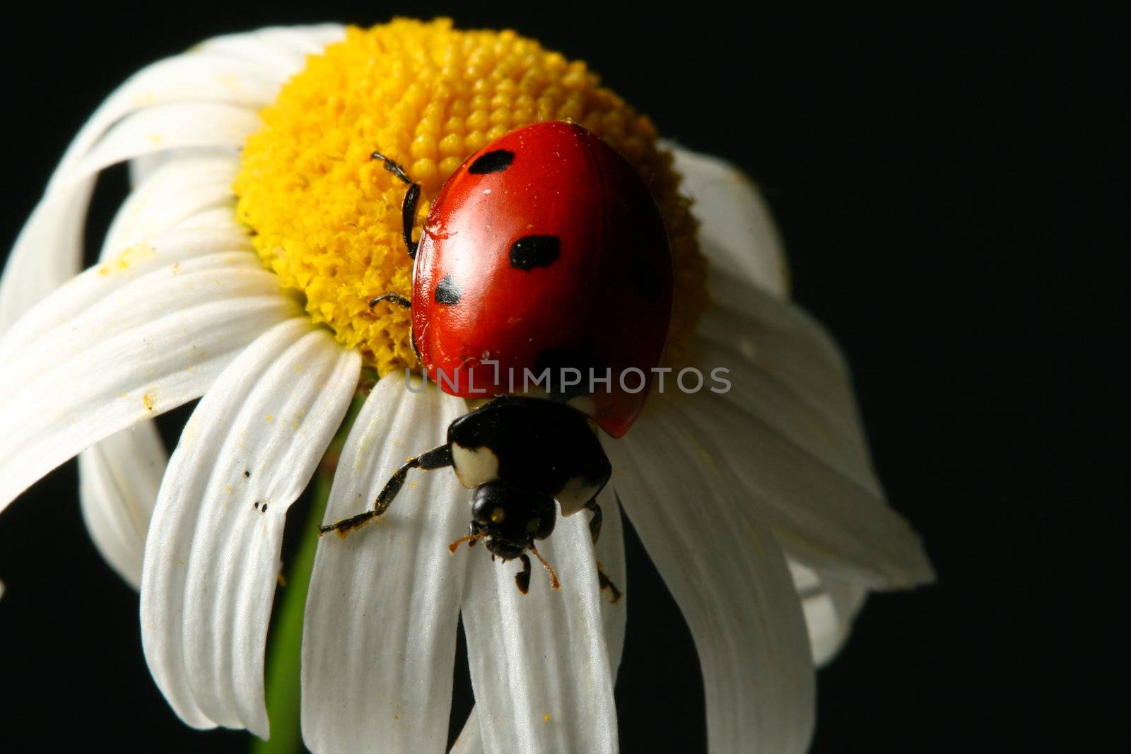 summer ladybug by Yellowj