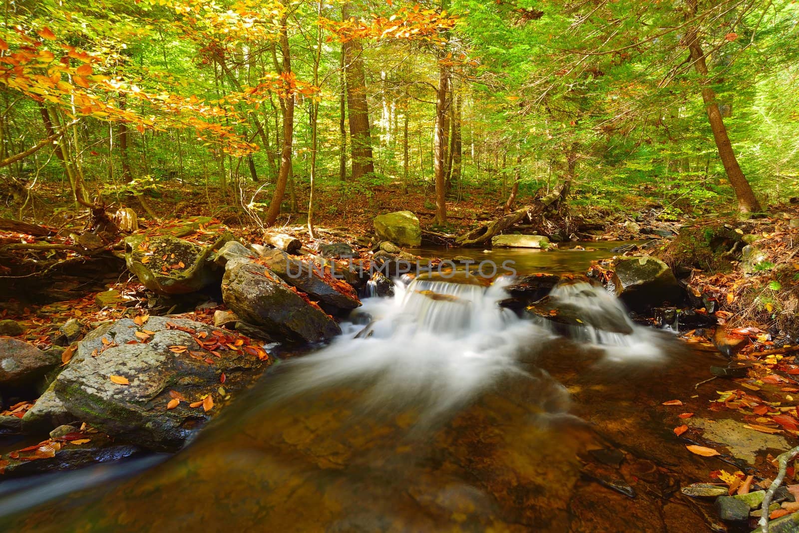 A small water fall in Rickets Glen State Park