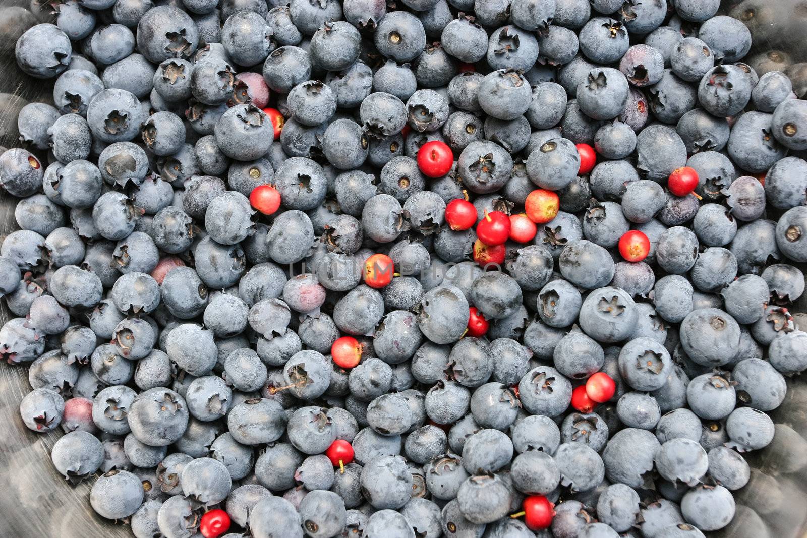 Large metal bowl with freshly picked wild blueberries.