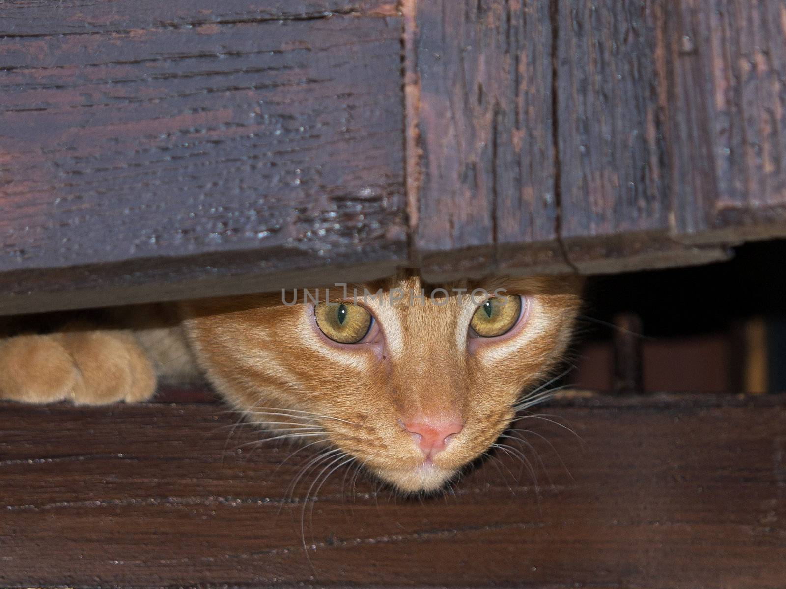 yellow cat on the window