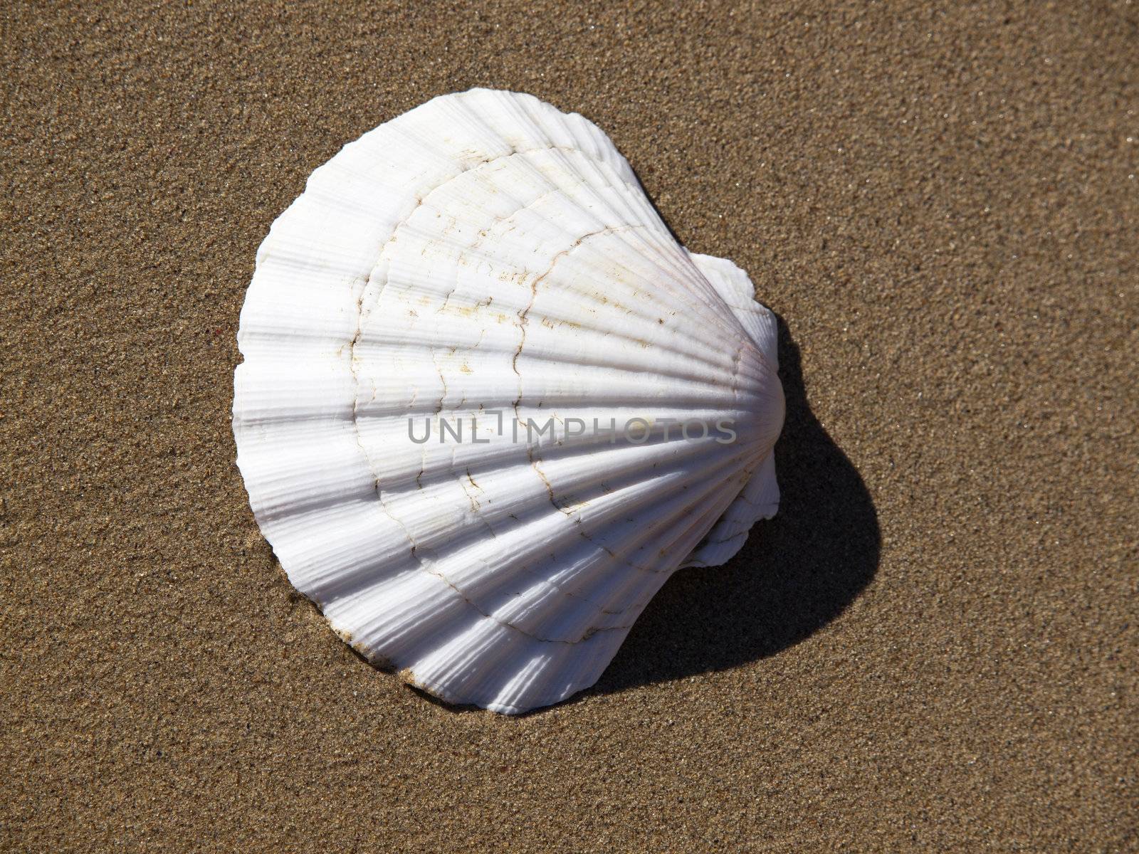 shell on the beach by nevenm