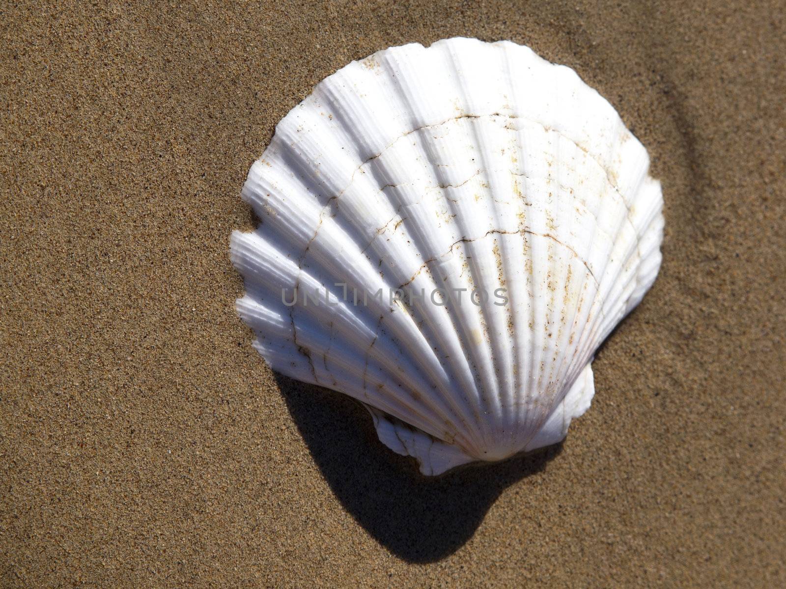 shell on the send beach near the sea