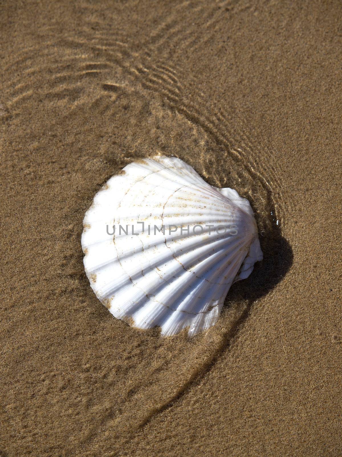 shell  in the water on the send beach 