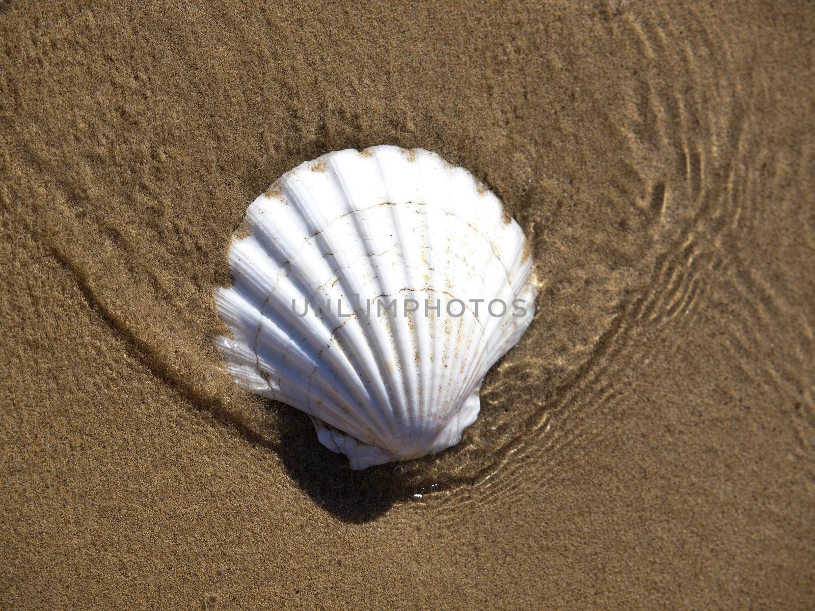 shell in the water on the send beach