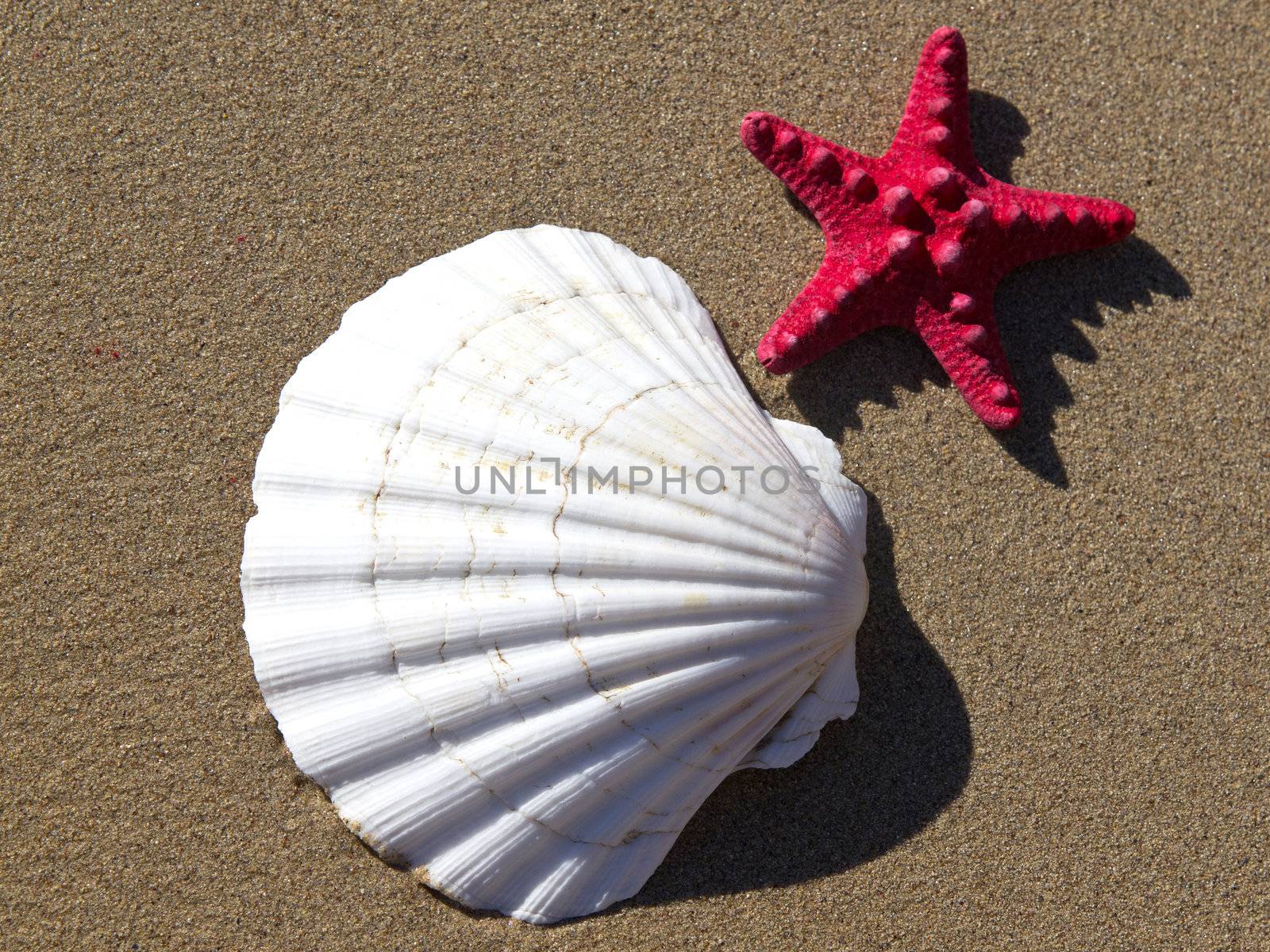 shell and starfish on the beach