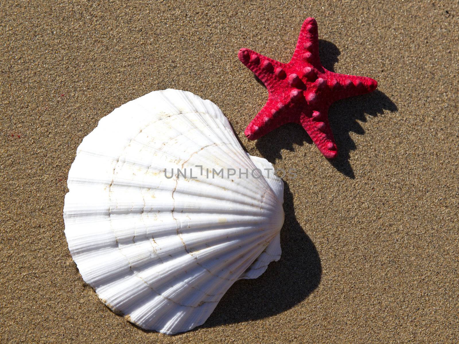 shell and red starfish on the sand beach