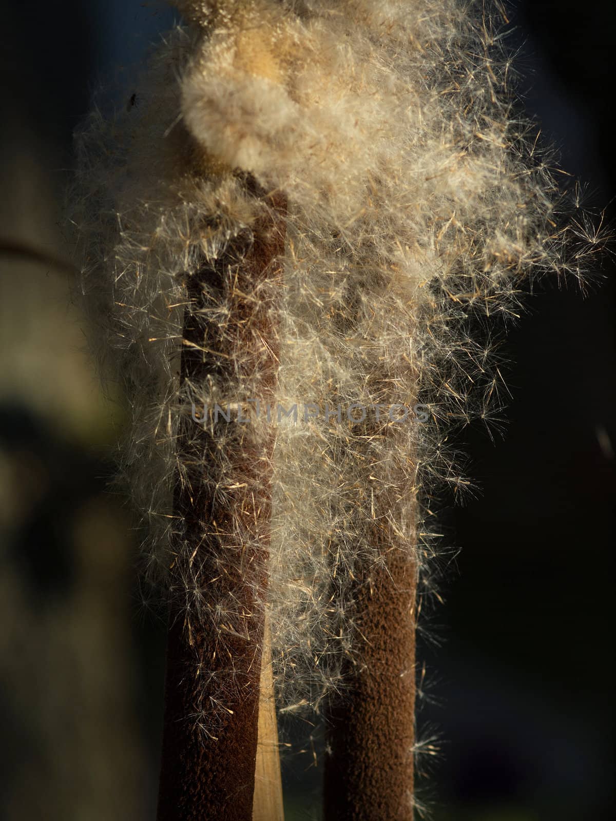 Close up of a dry cattail propagating its seeds