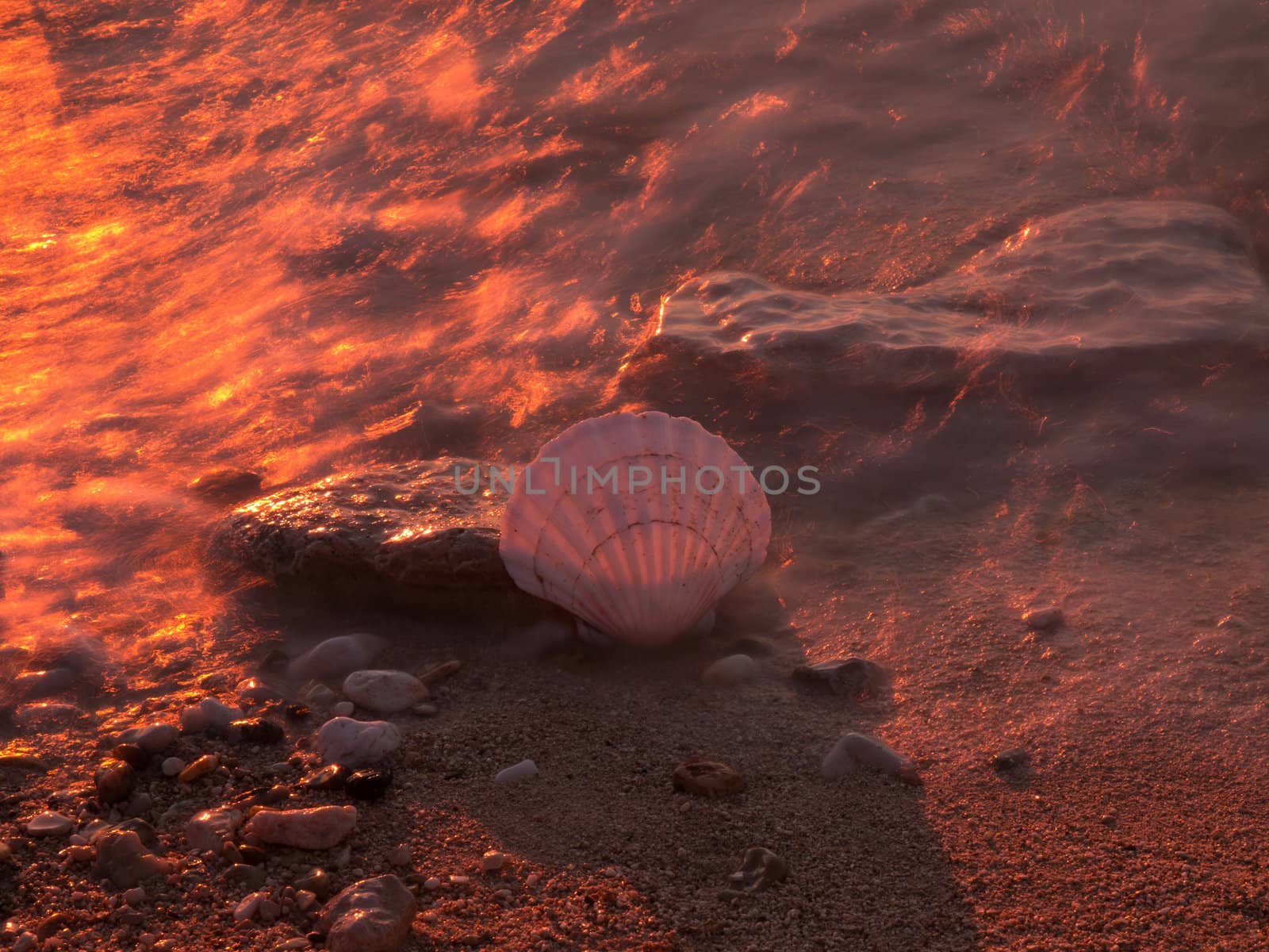 shell and sea in the golden sunset