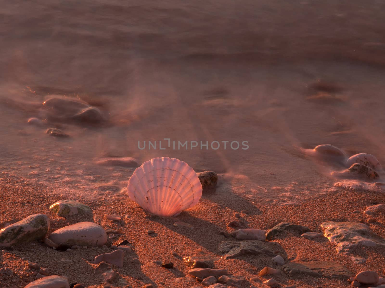 shell and sea in the golden sunset