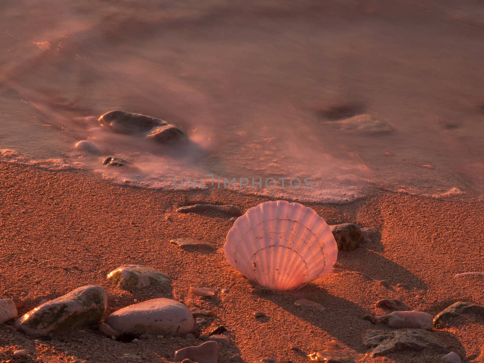 shell on the send beach in the golden sunset