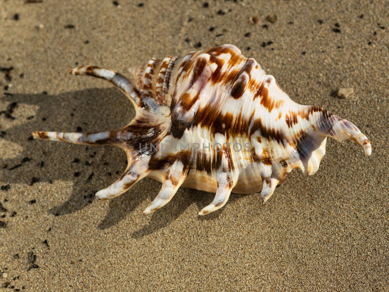 shell on the sand beach near the sea