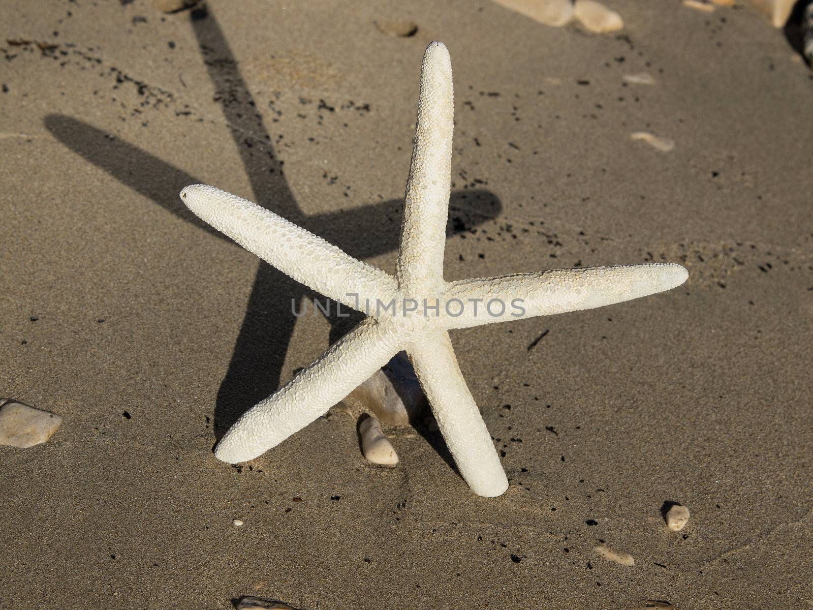 starfish on the sand beach near the sea