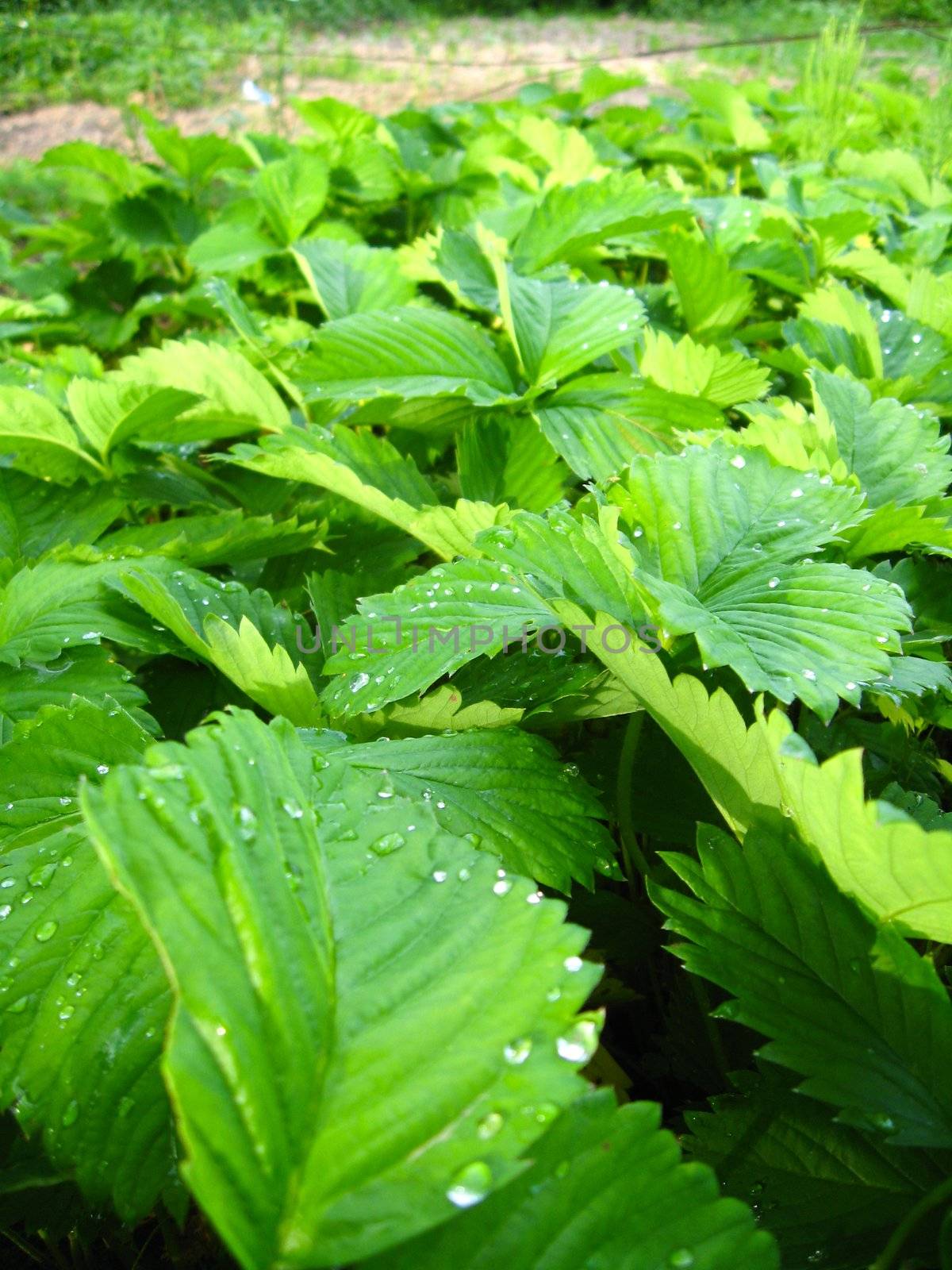 Photo of green background from leaves of a strawberry