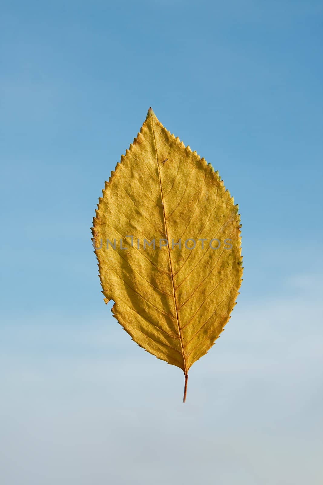 Autumn leaf against blue sky