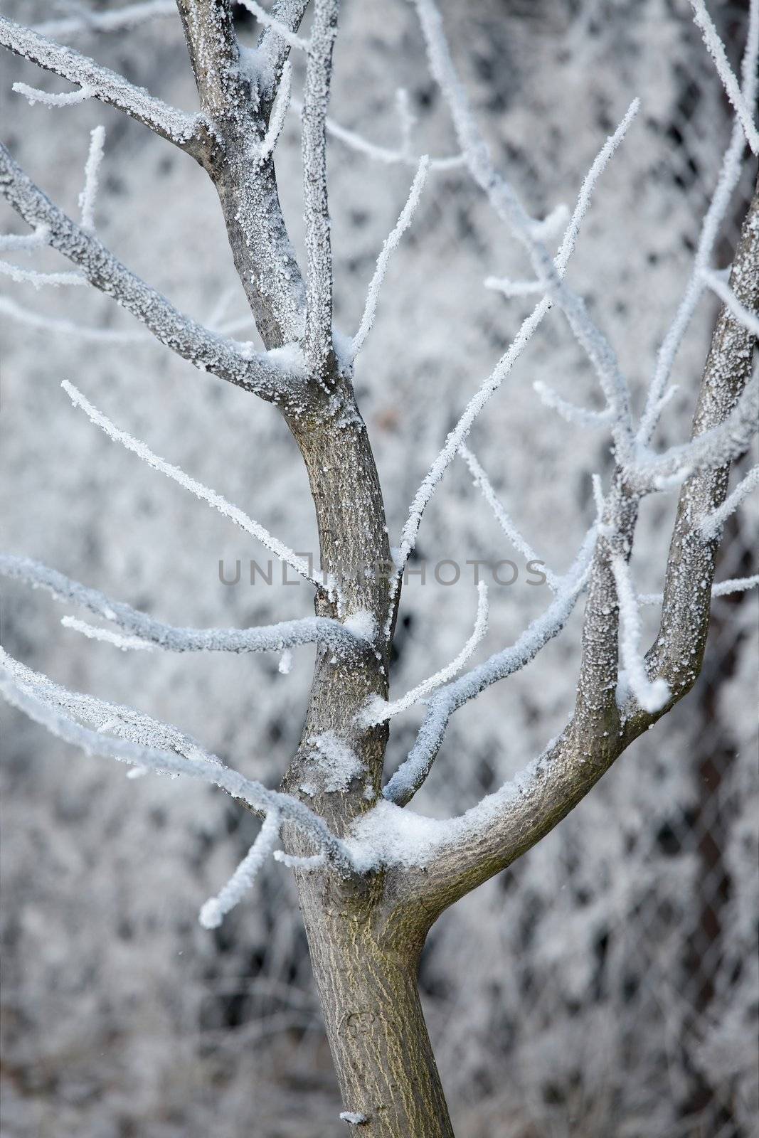 Winter tree with frost on branches