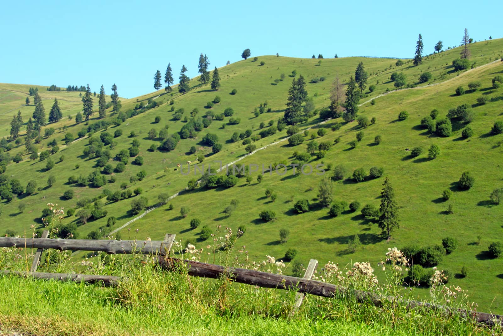 Green landscape on the hills, trees scattered around.
