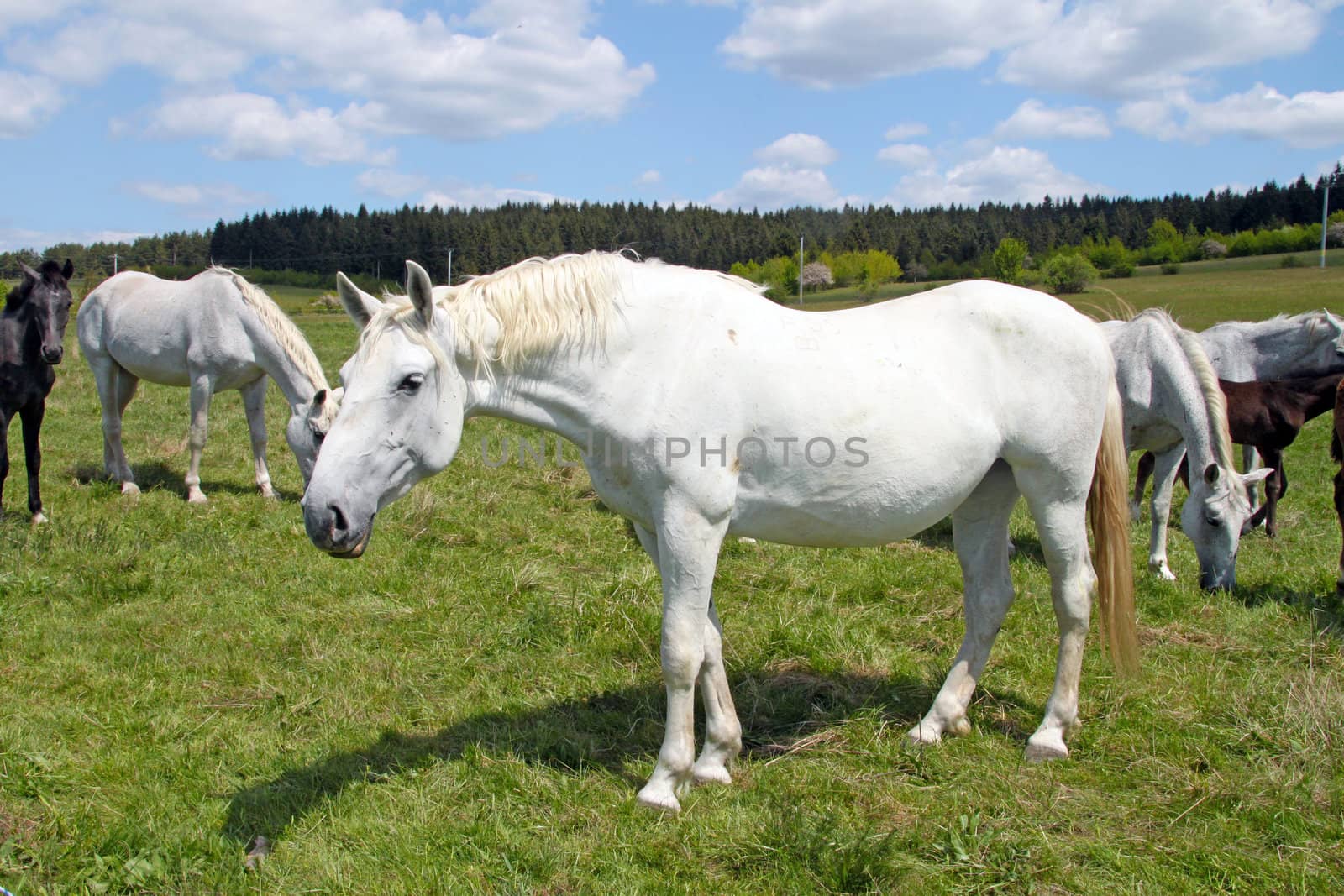 White horses graze on the pasture