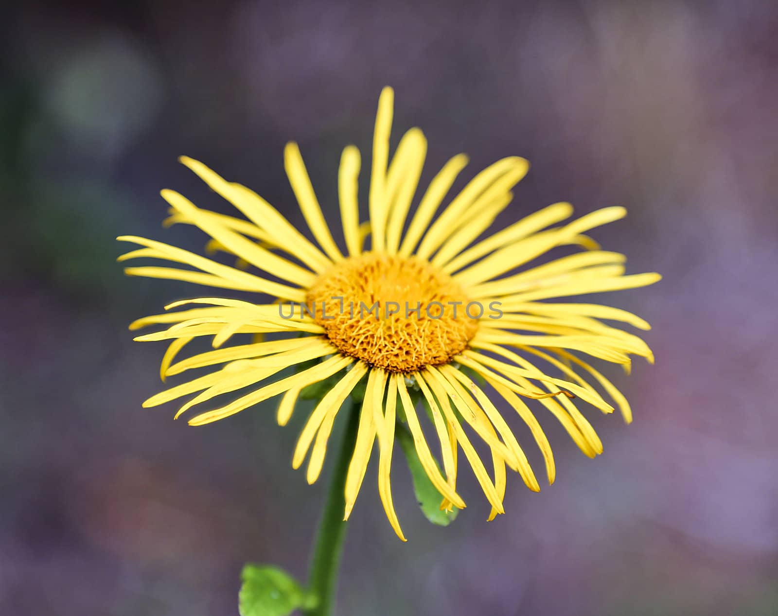 Closeup shot of a single yellow flower