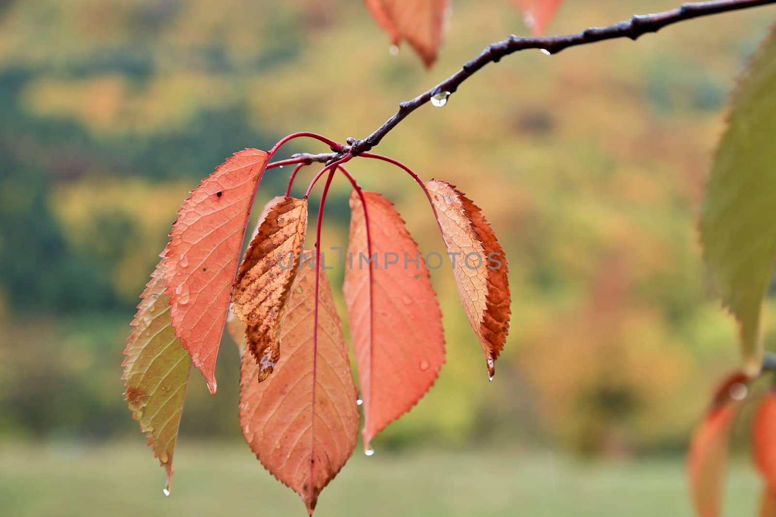 Closeup of some colorful leaves on a tree