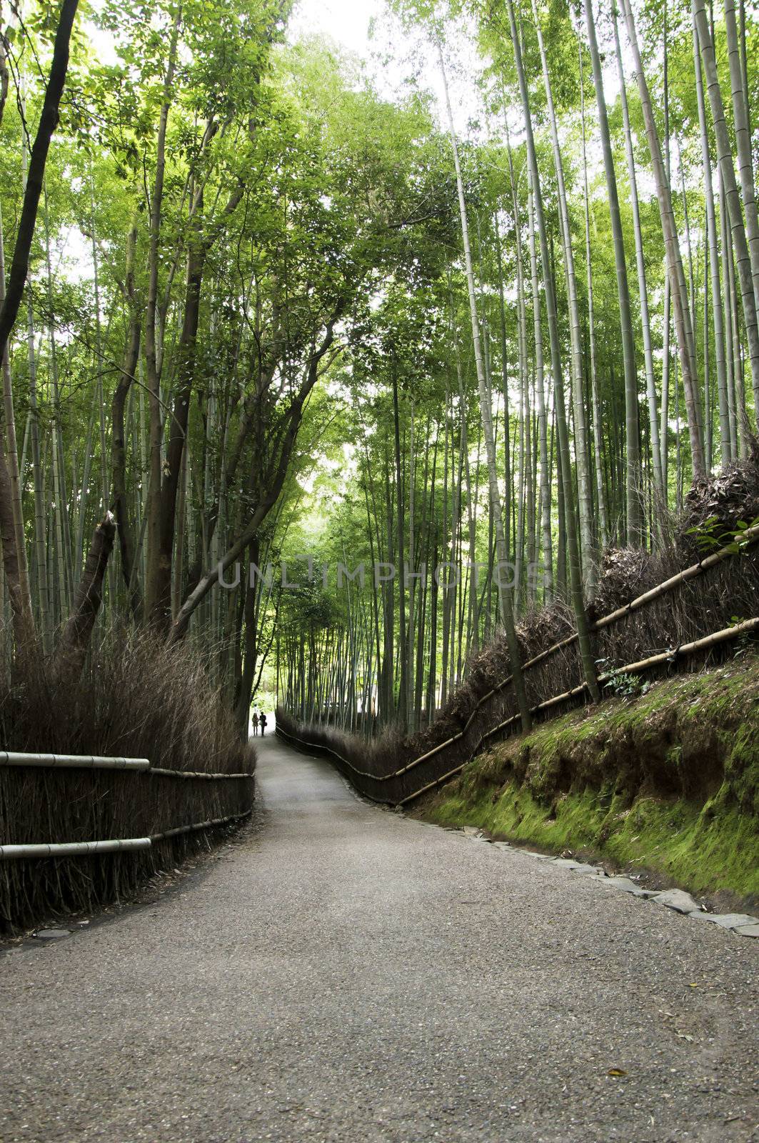 Bamboo grove in Arashiyama in Kyoto, Japan  by siraanamwong