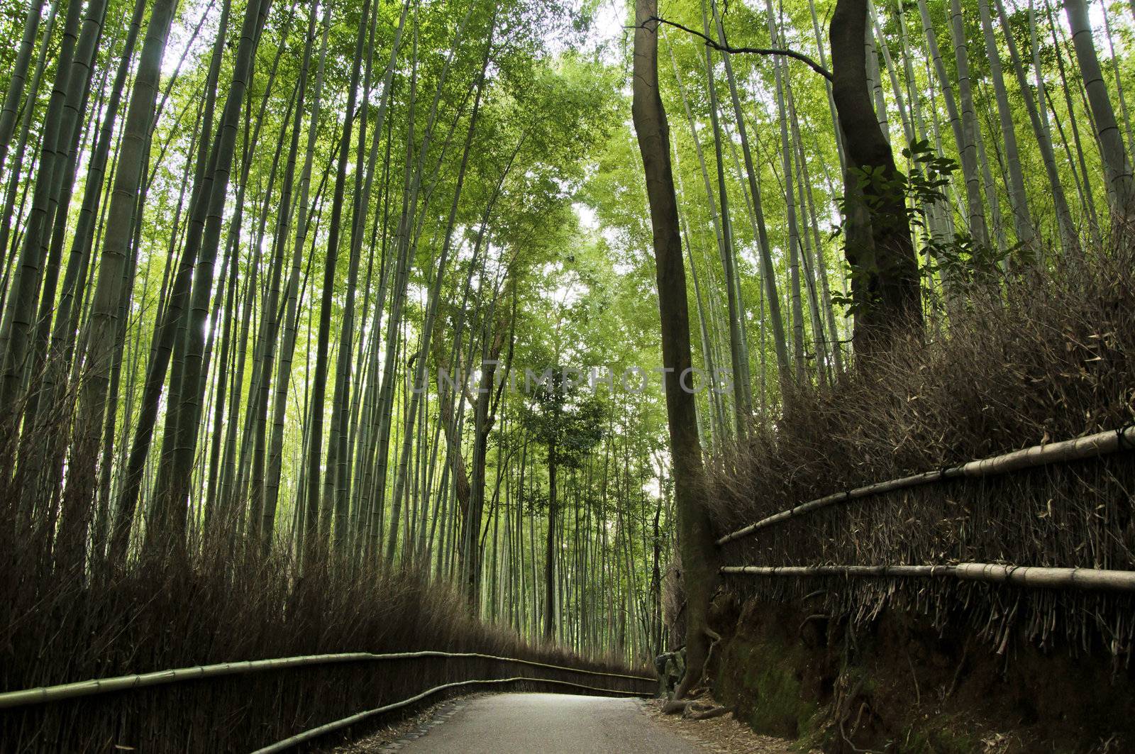 Bamboo grove in Arashiyama in Kyoto, Japan by siraanamwong