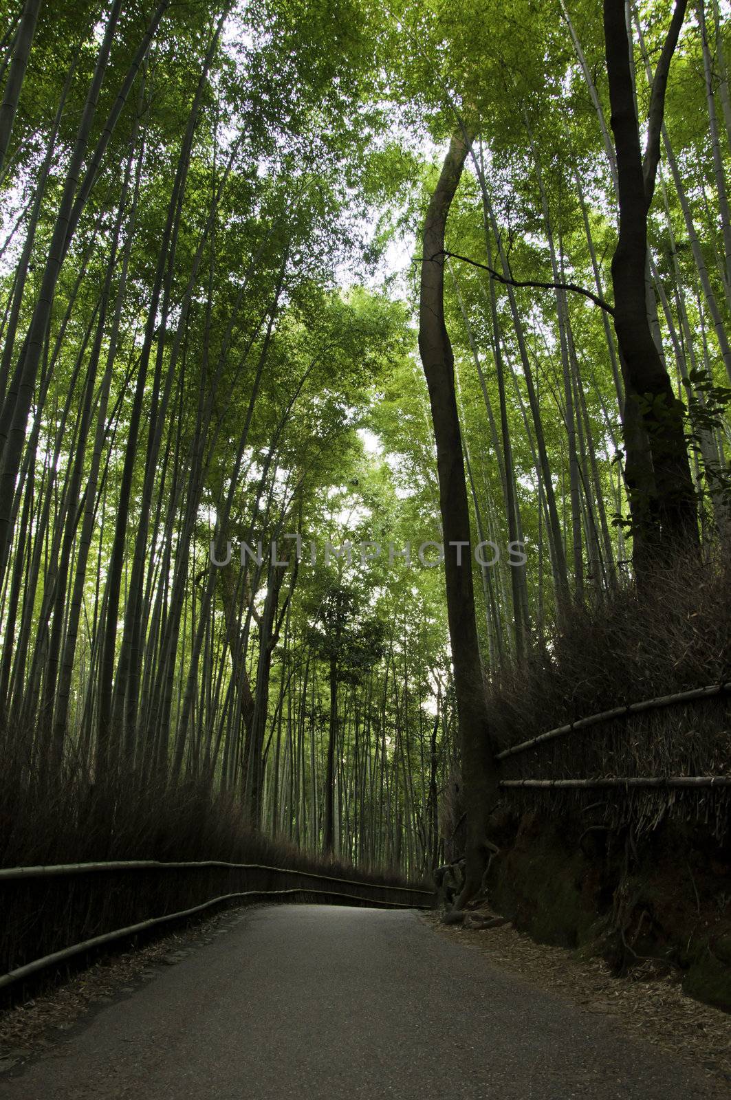 Famous bamboo grove at Arashiyama, Kyoto - Japan, near the famous Tenryu-ji temple. Tenryuji is a Zen Buddhist temple which means temple of the heavenly dragon and is a World Cultural Heritage Site.  