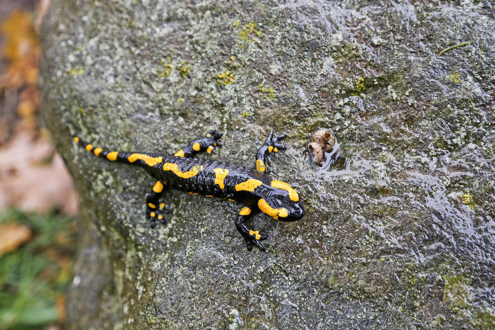 Closeup of a fire salamander on a wet stone