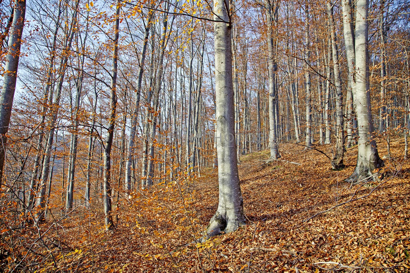 A wood on a sunny autumn day